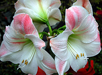 Amaryllis