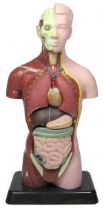 Anatomy Model