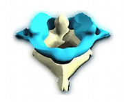 Atlas Bone