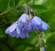 Australian Bluebell Creeper