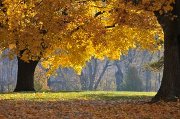 Autumn Trees