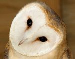 Barn Owl
