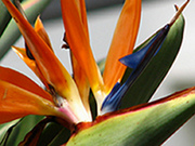 Bird of Paradise