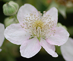 Blackberry
