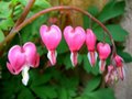 Bleeding Heart