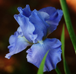 Blue Beard Iris