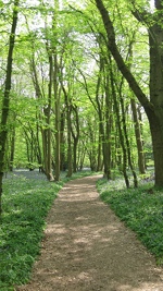 Bluebell Path