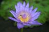 Blue Lotus