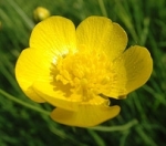 Buttercup