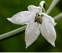 Cayenne