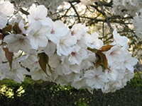 Cherry Flower