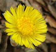 Coltsfoot