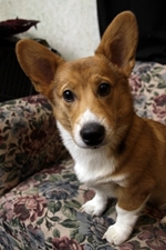 Corgi
