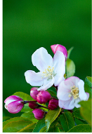 Crab Apple