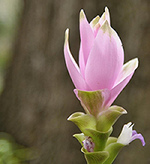 Curcuma