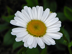 Daisy