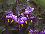 Deadly Nightshade