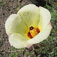 Desert Hibiscus