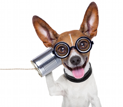 Dog Listening