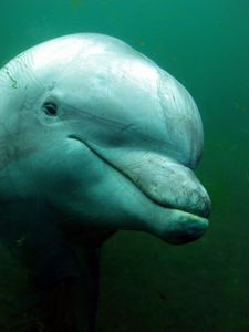 Dolphin