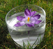 Lotus Flower
