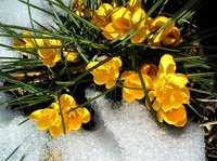 Golden Crocus