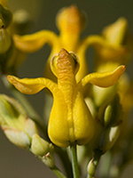 Golden Ear Drops