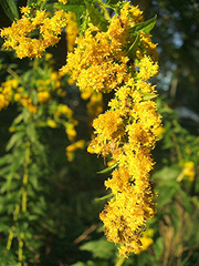 Golden Rod