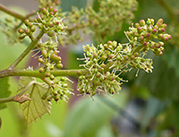 Grape Flowers