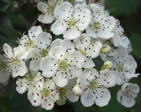 Hawthorn