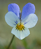Heartsease Viola