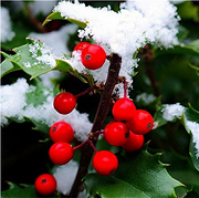 Holly
