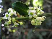 Holly Flowers