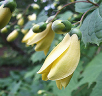 Kirengeshoma