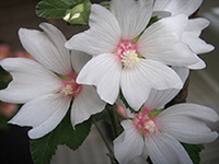 Lavatera
