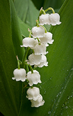 Lily of the Valley