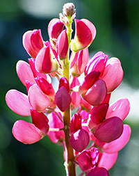 Lupin