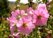 Mallow