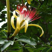 Money Tree