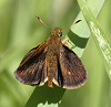 Mulberry Wing Butterfly