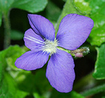 Northern Bog Violet