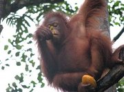 Orangutan