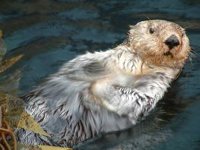 Otter