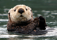Otter