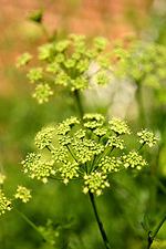 Parsley