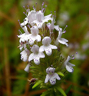 Pennyroyal