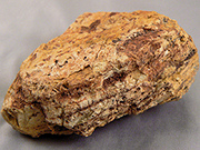 Petrified Wood