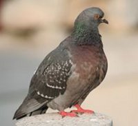 Pigeon