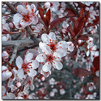 Plum Flower