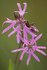 Ragged Robin